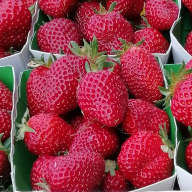 barquette_fraise_ok