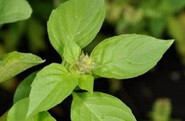 Basilic anis