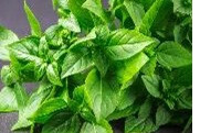 Basilic citron