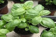 Basilic grand vert