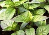 Basilic Réglisse