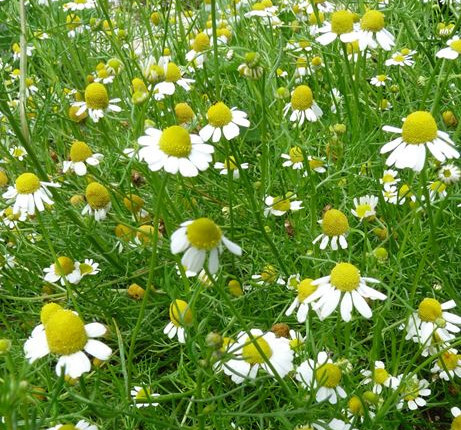 Camomille matricaire