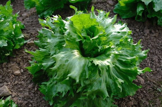 chicorée scarole en cornet d'Anjou (2)