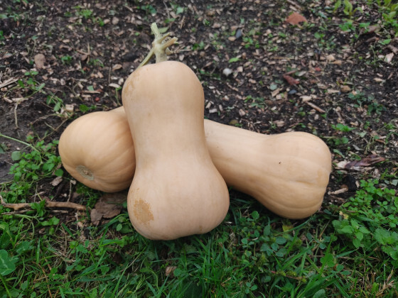 semence_courge_musquée_butternut_M_4