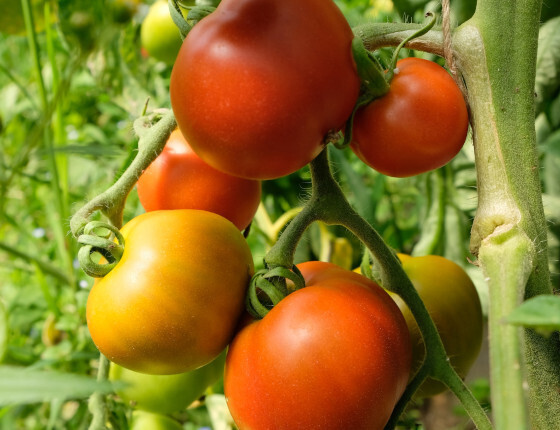 semence_Tomate_matina_J_