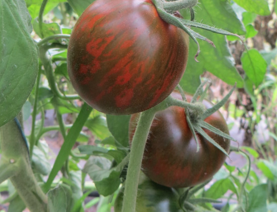 Tomate_black_and_brown_boar_Ced_