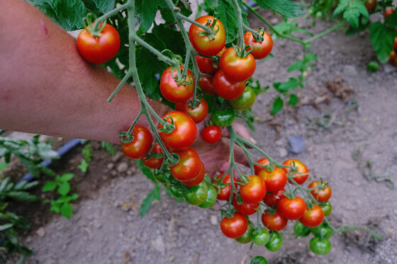 Tomate cerise Délice du Jardinier